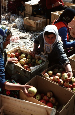 Sorting apples for export, Turkey 1984